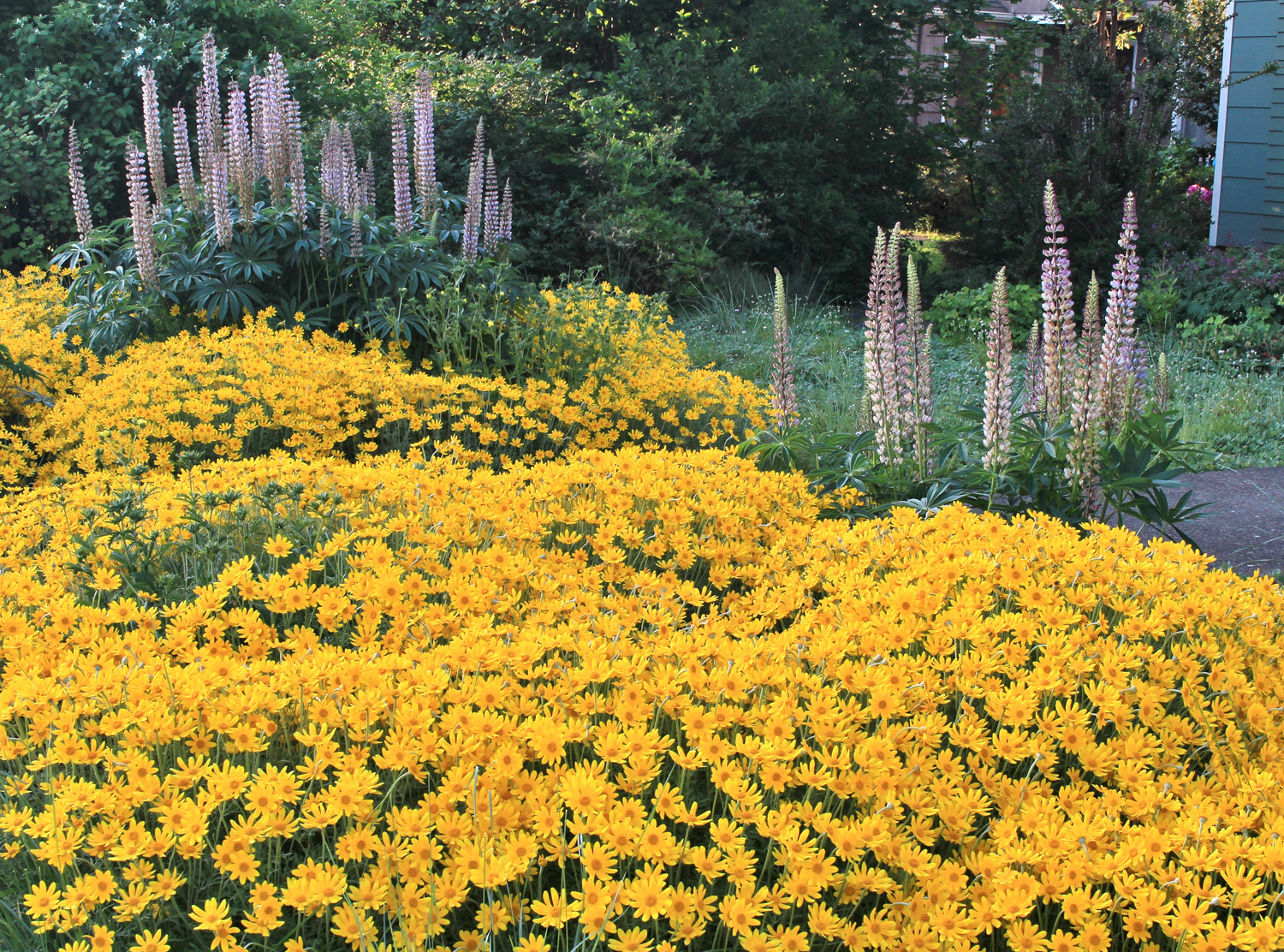 Oregon Sunshine & Big-leaf Lupine in Eugene Garden