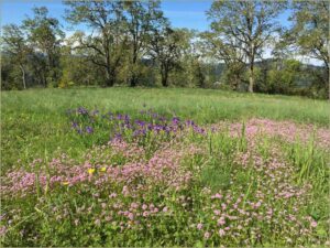 oak meadow with abundant native wildflowers and oaks in the background 