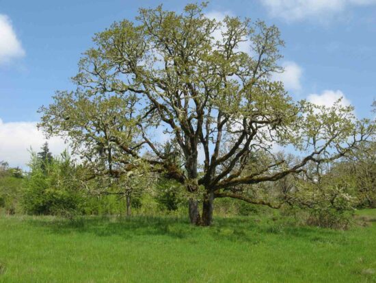 open grown oak tree