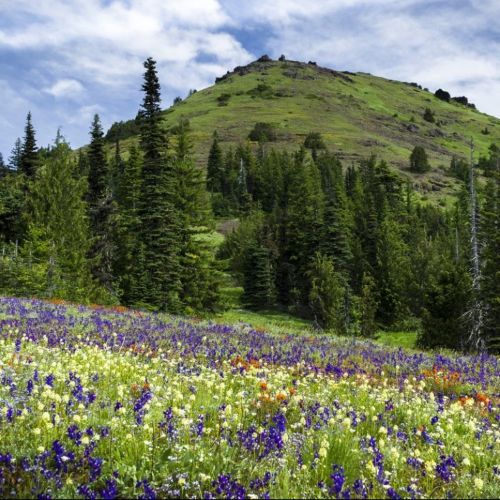 field of wildflowers with Iron Mountain in the background