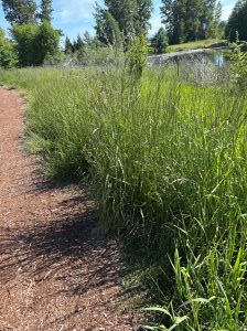 grass along walkway with pond in the background
